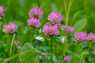 Trifolium pratense red clover wild flowering plant, purple meadow flowers in bloom