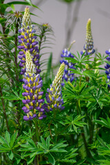 Lupinus polyphyllus large leaved lupine flowers in bloom, white blue flowering tall ornamental wild plant, green leaves