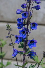 Alpine Delphinium elatum bee larkpur flower in bloom, tall blue flowering plant