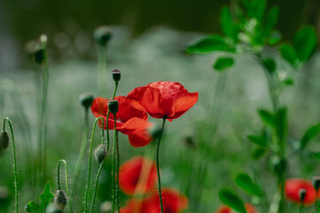 Papaver rhoeas common poppy seed bright red flowers in bloom, group of flowering plants on meadow, wild plant