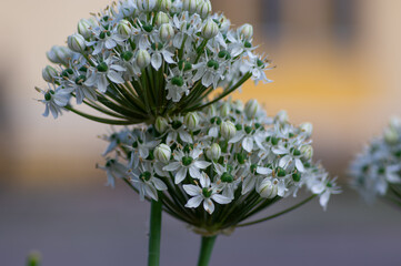 Allium nigrum black broad-leaved broadleaf garlic white flowering plant, ornamental beautiful garden flowers in bloom