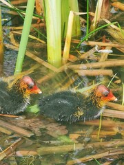 Adorable Coot Chick on Water – Fluffy Baby Waterbird in Natural Habitat. Cute Coot Chick Swimming in Lake – Baby Waterbird Exploring Nature