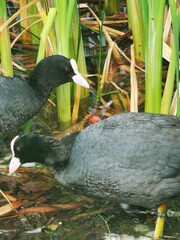 Pair of Eurasian Coots on Lake – Wild Waterbirds in Mating Season. Close-Up Wildlife Bird Photography