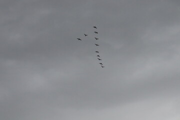 Birds high in the sky
