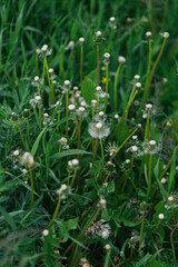 green grass with dew