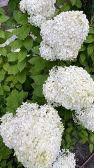 flowers in the garden