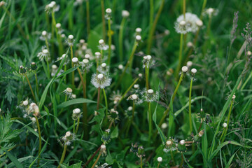 green grass with dew drops