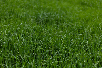 green grass background