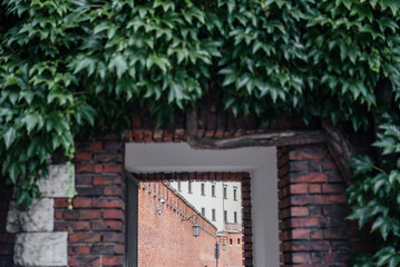 Brick Archway Covered in Green Ivy Vines