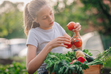 Young farmer girl holding freshly picked tomatoes in garden