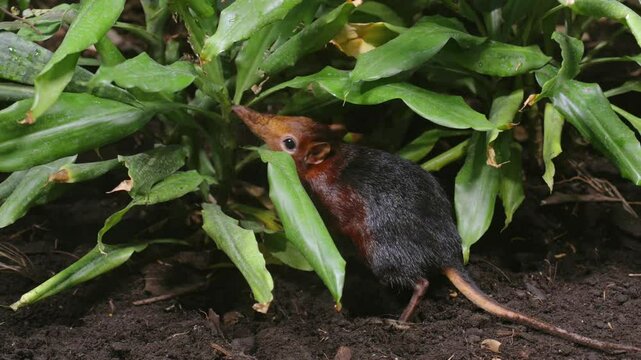 A black and rufous elephant shrew foraging on the forest floor. Despite its rodent-like appearance, this insect-eating mammal is more closely related to elephants.