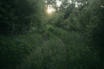 Fototapeta premium morning in the woods