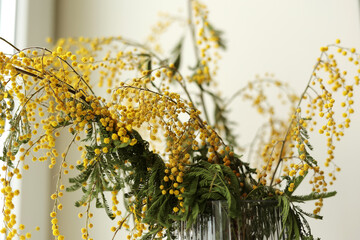 Yellow orange withered bouquet of mimosa flowers, close up. Wilted Acacia dealbata flower in glass vase on table. Improper cut plants care concept.