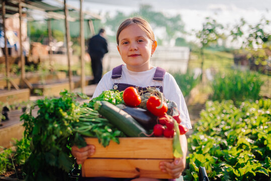 Young farmer girl holding freshly harvested vegetables in wooden crate
