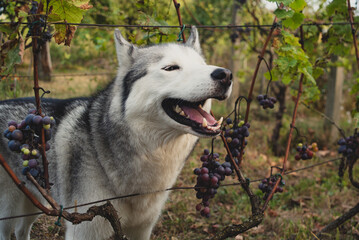 A beautiful husky dog  in the vineyard