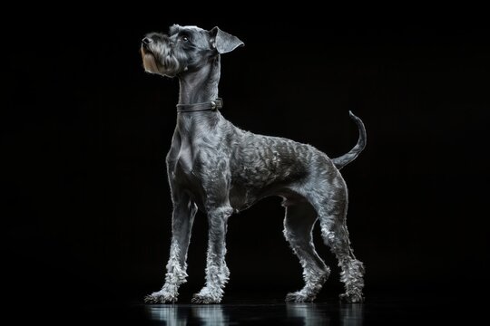 Schnauzer dog isolated on black background