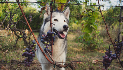 A beautiful husky dog  in the vineyard