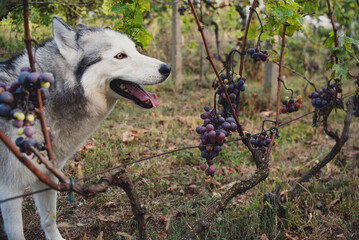 A beautiful husky dog  in the vineyard