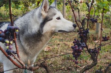 A beautiful husky dog  in the vineyard