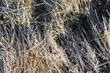 Close-Up of Frost-Covered Grass Blades