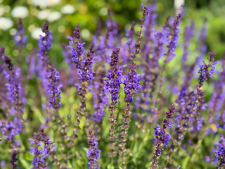 Beautiful blooming purple Salvia nemorosa decorative garden flowers close up