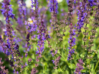 Beautiful blooming purple Salvia nemorosa decorative garden flowers close up
