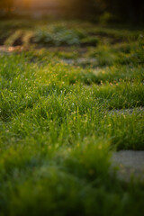 stone path in the garden at sunrise