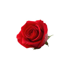 A vibrant red rose, symbolizing love and passion, beautifully presented against a white isolated background, ideal for romantic themes and floral arrangements.