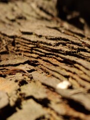 Macro Texture of Dry Tree Bark in Natural Sunlight