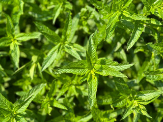 Fresh mint leaves growing in sunlight. Detailed close-up of vibrant green foliage. Aromatic herb used in teas, cooking, and skincare. Natural botanical background.