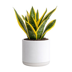 A vibrant snake plant with yellow-tipped leaves, displayed in a modern white pot, adding a touch of greenery to any indoor space.