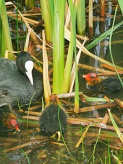 Eurasian Coot Feeding Chick on Lake – Close-Up Wildlife Bird Photography