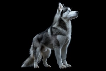 Siberian Husky dog isolated on black background