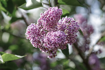 Blooming branches ofpurple lilac in the park.