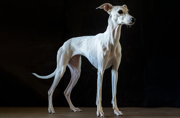 Whippet dog isolated on black background