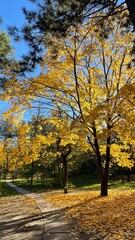 Fototapeta premium autumn in the park