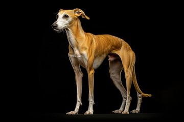 Whippet dog isolated on black background