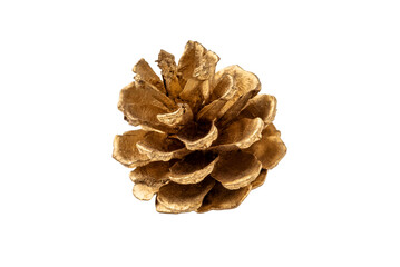 One golden pine cone isolated on a transparent background
