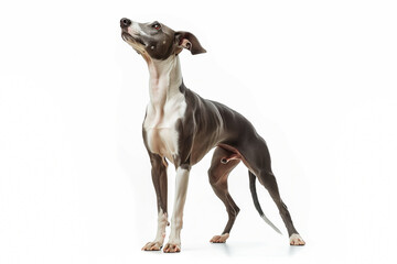 Adult Whippet standing on white background. Sleek and slender medium-sized sighthound with short smooth coat, elegant build, long legs, and graceful posture. Ideal for breed identification