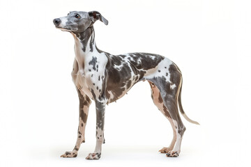 Adult Whippet standing on white background. Sleek and slender medium-sized sighthound with short smooth coat, elegant build, long legs, and graceful posture. Ideal for breed identification