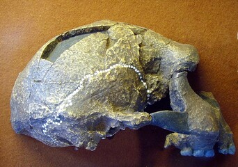 “Fossilized Hominid Skull with Cracked Bone Structure and Partial Reconstruction”