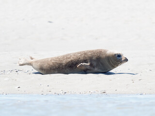 Phoque veau marin Phoca vitulina se déplaçant sur le sable à la Plaque aux Phoques de Berck, Pas-de-Calais, France, mammifère marin côtier, comportement naturel, faune sauvage marine
