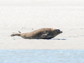 Fototapeta premium Phoque veau marin Phoca vitulina se déplaçant sur le sable à la Plaque aux Phoques de Berck, Pas-de-Calais, France, mammifère marin côtier, comportement naturel, faune sauvage marine