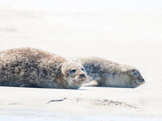 Phoque veau marin Phoca vitulina se reposant sur le sable à marée basse, Plaque aux Phoques de Berck, Pas-de-Calais, France, mammifère marin côtier, faune sauvage marine