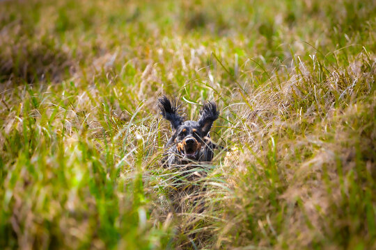 Happy dog jumping in the field 