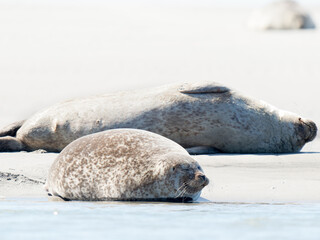 Fototapeta premium Phoque veau marin Phoca vitulina se reposant sur le sable à marée basse, Plaque aux Phoques de Berck, Pas-de-Calais, France, mammifère marin côtier, faune sauvage marine