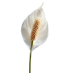 Fototapeta premium Single white peace lily flower on transparent background elegant nature bloom