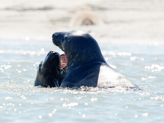 Deux phoques gris Halichoerus grypus jouant dans l’eau, mammifères marins en interaction, faune marine côtière, comportement social animal, phoque européen en mouvement
