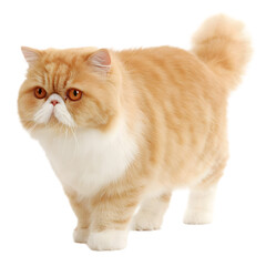 Adorable orange and white fluffy cat standing on a transparent background for PNG