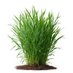 Obraz premium Green grass bush with lush, vibrant blades, creating a natural and fresh appearance, ideal for landscaping and gardening.